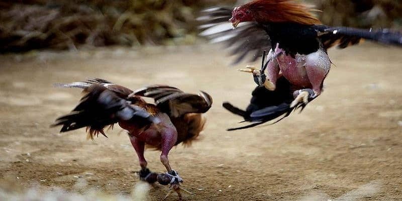 Nhiều giải đá gà đặc sắc từ bồ gà uy tín ở Campuchia